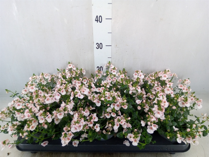 <h4>Diascia  'Piccadilly Appleblossom'</h4>