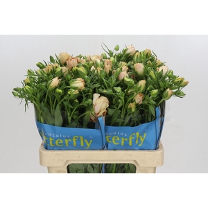 Ranunculus Butterfly Hestia