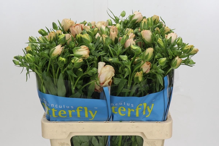 <h4>Ranunculus Butterfly Hestia</h4>