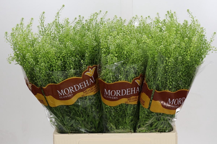 <h4>Lepidium Green Bell</h4>