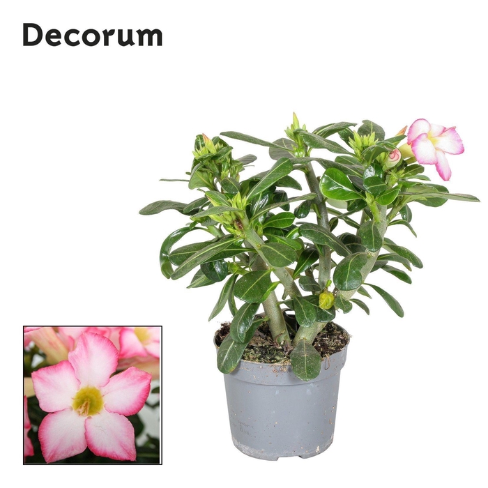 <h4>Adenium Obesum Pink Star 13cm Decorum</h4>