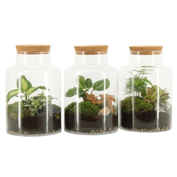 <h4>90068: Terrarium arrangement</h4>