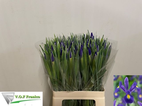 <h4>IRIS BLUE MAGIC</h4>