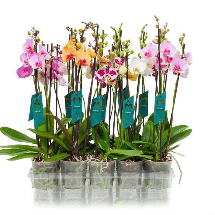 <h4>Phalaenopsis   ...mix  5</h4>