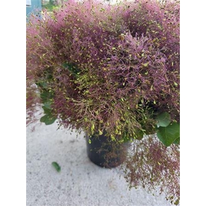 Cotinus Velus Pruik