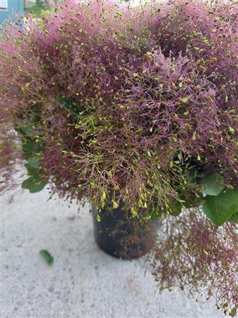 <h4>Cotinus Velus Pruik</h4>