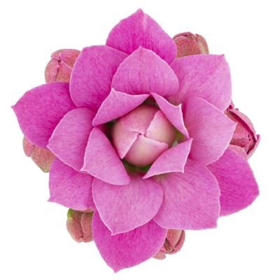 <h4>Kalanchoe  'RoseFlow Katie'</h4>