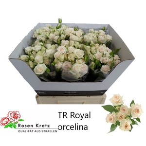 R TR ROYAL PORCELINA