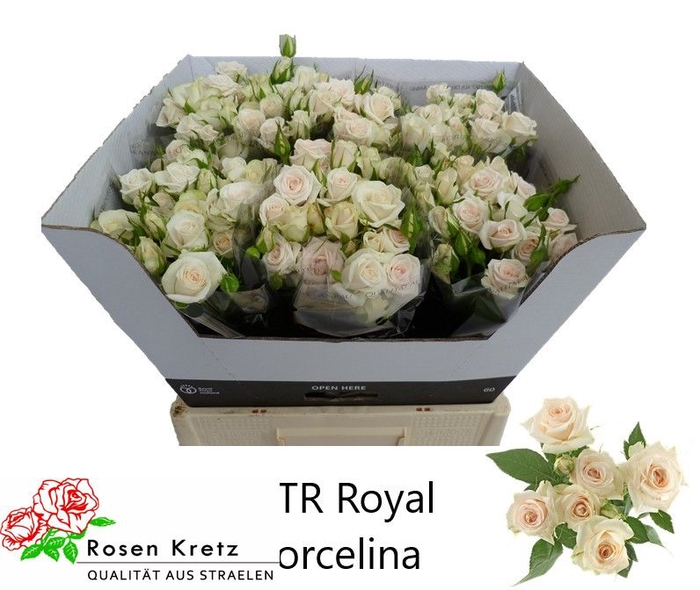 <h4>R TR ROYAL PORCELINA</h4>