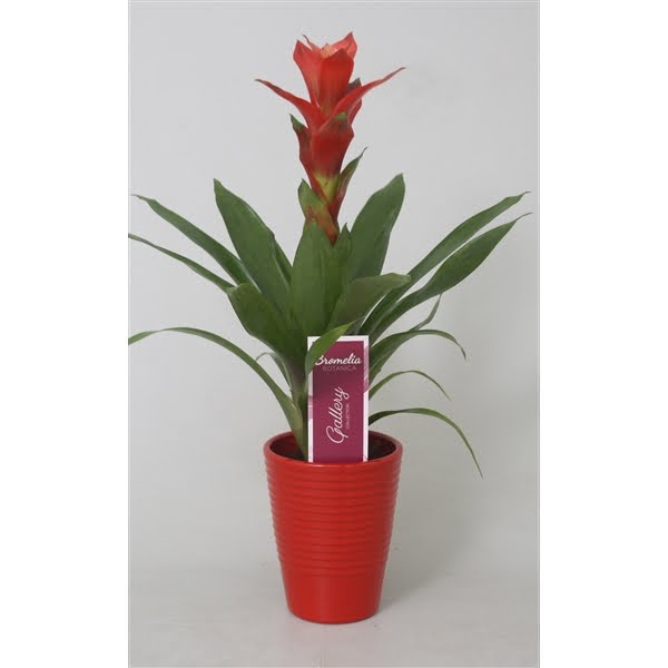 <h4>Guzmania Rouche in rood ribbel keramiek</h4>