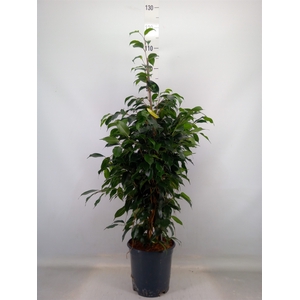 Ficus benja. 'Danielle'