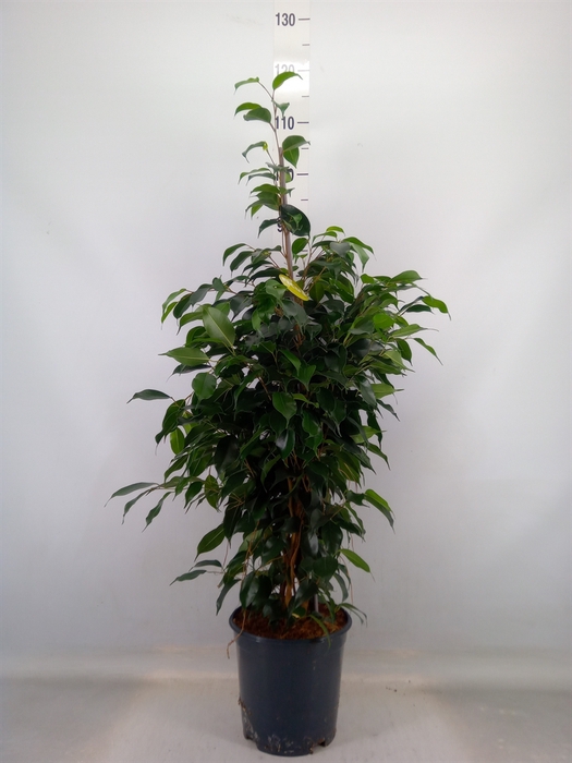 <h4>Ficus benja. 'Danielle'</h4>