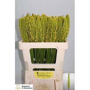 EREMURUS STENOPHYLLU