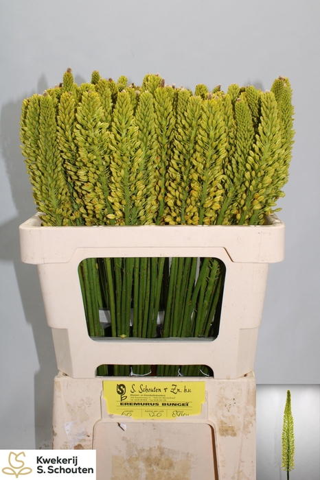 <h4>EREMURUS STENOPHYLLU</h4>