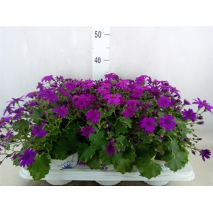 Pericallis CR 'Senetti Magenta'