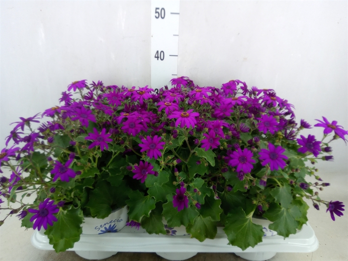 <h4>Pericallis CR 'Senetti Magenta'</h4>