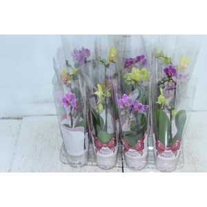 PHALAENOPSIS MINI P06