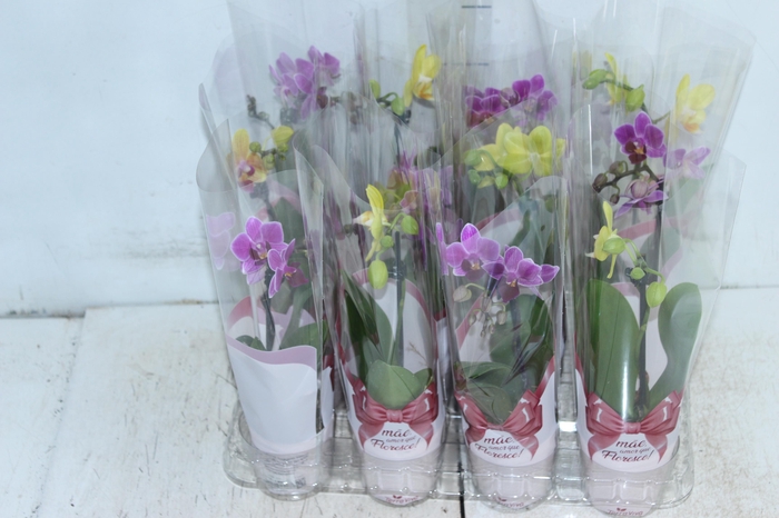 <h4>PHALAENOPSIS MINI P06</h4>