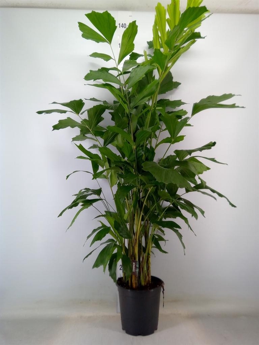 <h4>Caryota mitis</h4>