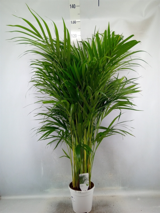 <h4>Dypsis lutescens   ...Chrysalidoca</h4>