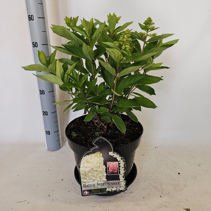 <h4>Hydrangea paniculata</h4>