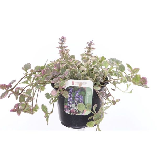 <h4>Ajuga reptans Burgundy Glow</h4>