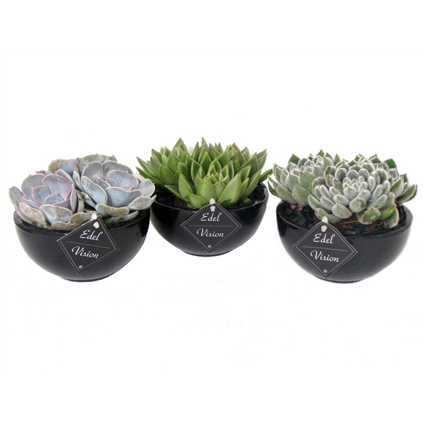 <h4>3x echeveria schaal zwart</h4>