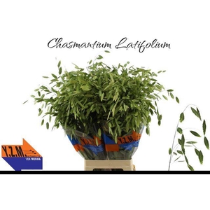 Chasmanthium Green