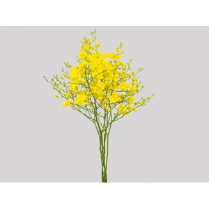 ONCIDIUM TRILABELO 040 CM