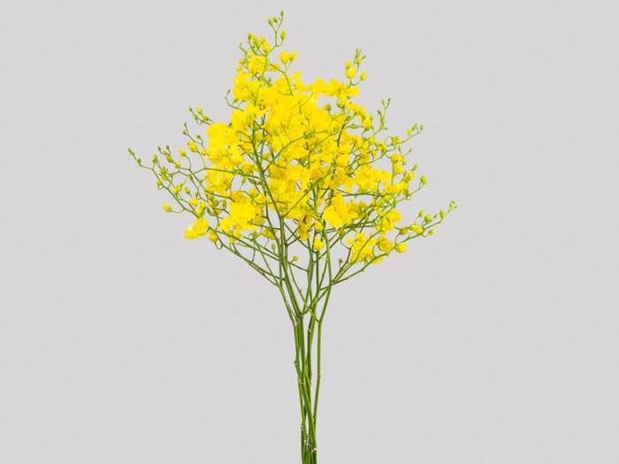 <h4>ONCIDIUM TRILABELO 040 CM</h4>