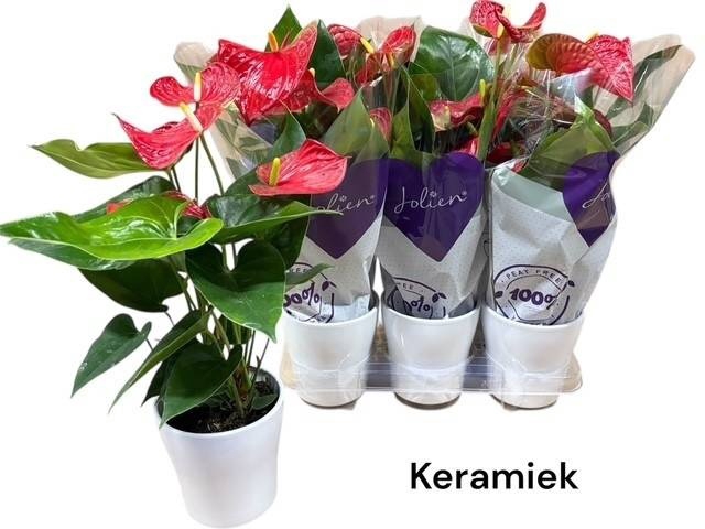 <h4>ANTHU AN BAMBINO RED</h4>