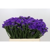 Limonium Sinuatum Navy Sun Birds