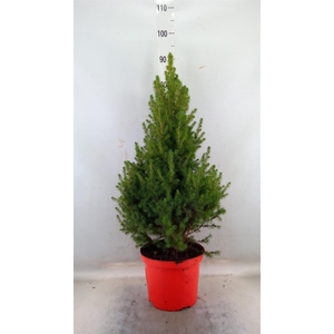 Picea glauca 'December'