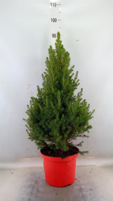 <h4>Picea glauca 'December'</h4>