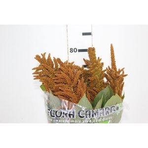 AMARANTHUS DOURADO 070 CM