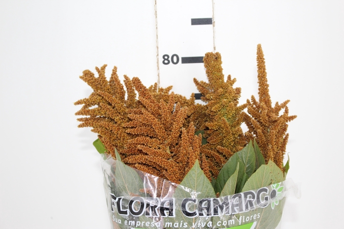 <h4>AMARANTHUS DOURADO 070 CM</h4>