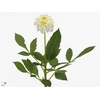 Dahlia White Cap