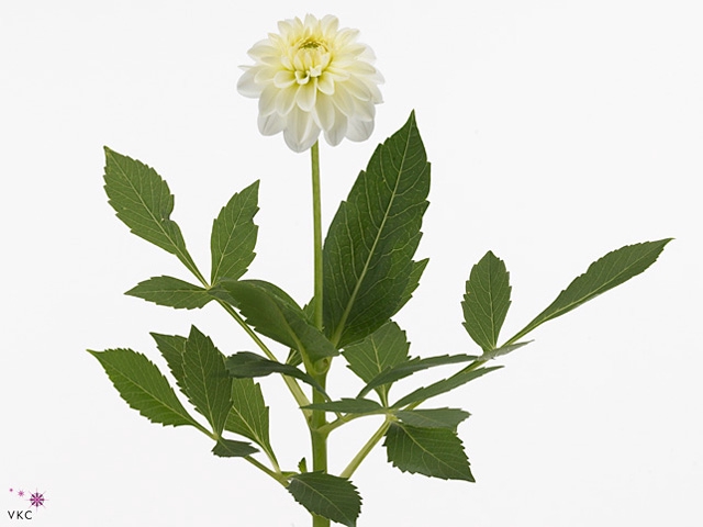Dahlia White Cap