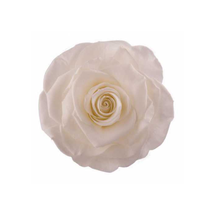 <h4>Rose Monalisa Ivory</h4>