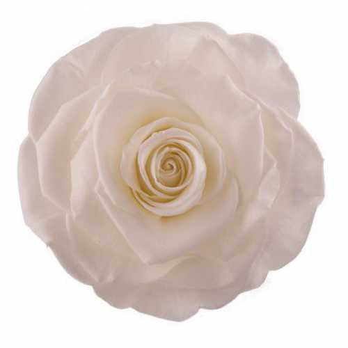<h4>Rose Monalisa Ivory</h4>