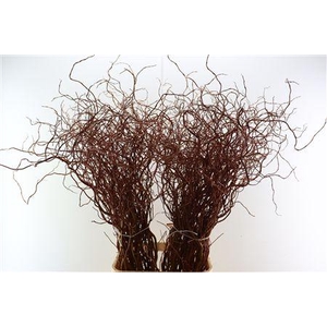 SALIX GOLDEN CURLS