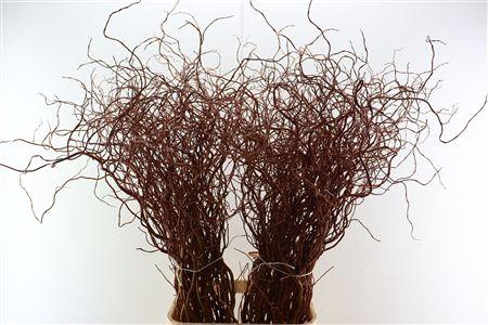 <h4>SALIX GOLDEN CURLS</h4>
