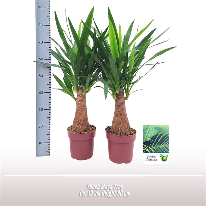 <h4>Yucca Maya Tree</h4>