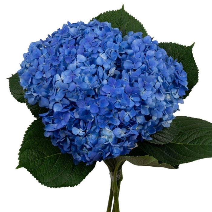 <h4>Hyd . Blue Box Ex</h4>