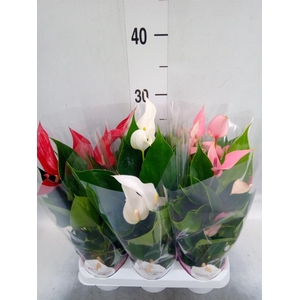Anthurium   ...mix