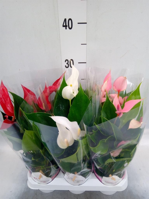 <h4>Anthurium ...mix</h4>