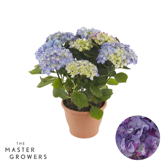 <h4>Hydrangea mac. Campino blue 5+ Flowers</h4>