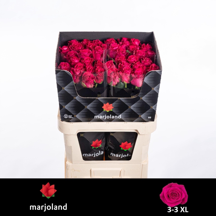 <h4>R GR XOCH! XL</h4>