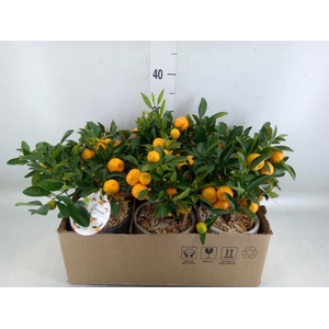 Arr.   Kamerplant Groen L%