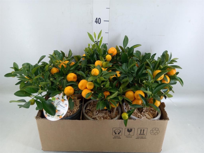 <h4>Arr.   Kamerplant Groen L%</h4>